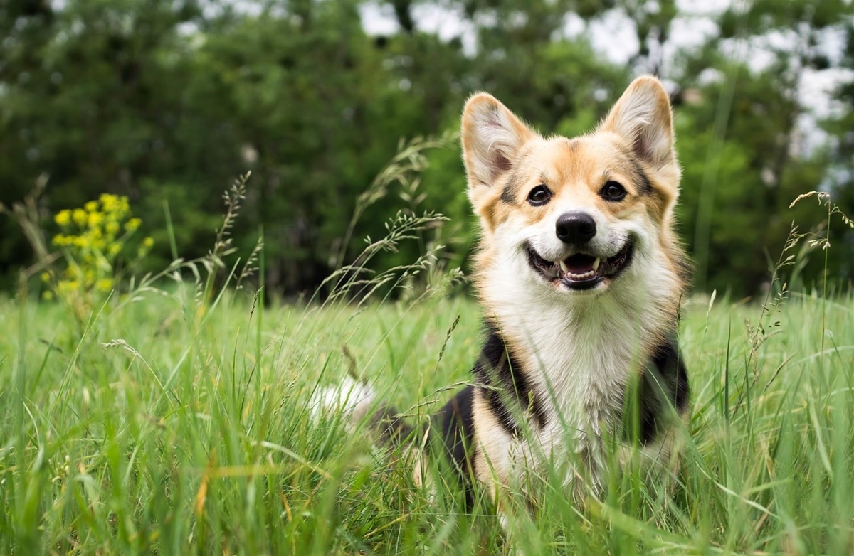 Når hunden får høfeber -