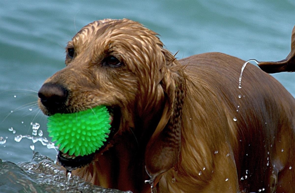 du styr vandhund? - Hunden.dk