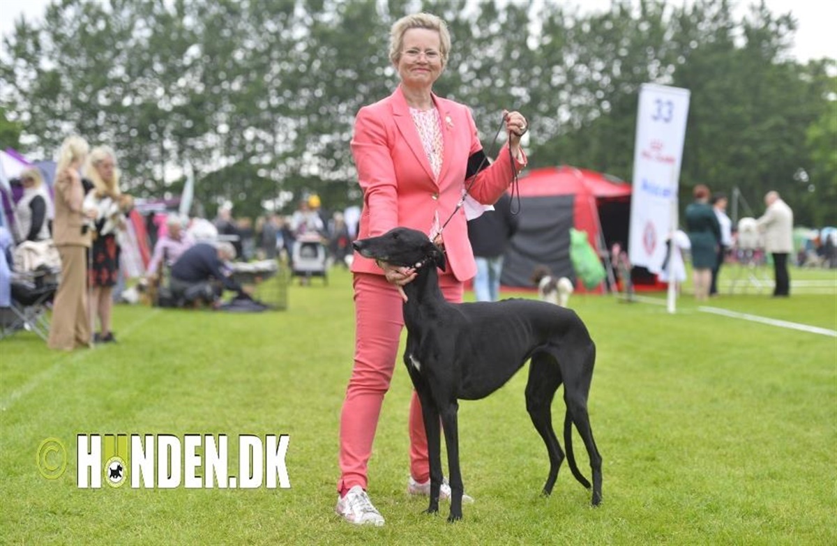 Tysk Danske er bedst - Hunden.dk