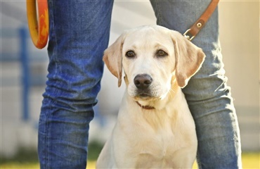 DogDay – for hundeejere som vil være lidt bedre
