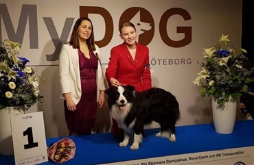 Dansk juniorhandler til tops p&aring; MyDOG 