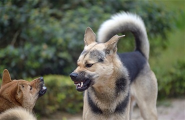Hvilke hunde bliver aggressive?