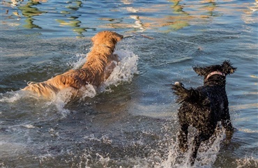 Vild video: Strandhund genoplivet efter hjertestop