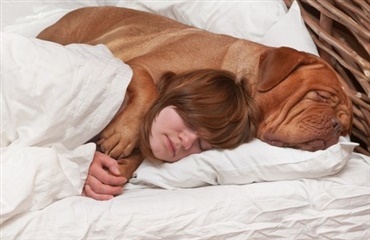 Hygiejneekspert: uhygiejnisk at lade hunden sove i din seng