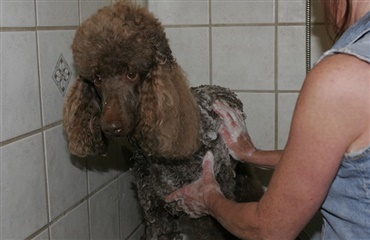 Gode råd om shampoo til hunde