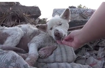 Døende hund reddet fra losseplads