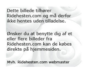 Copyright Ridehesten.com