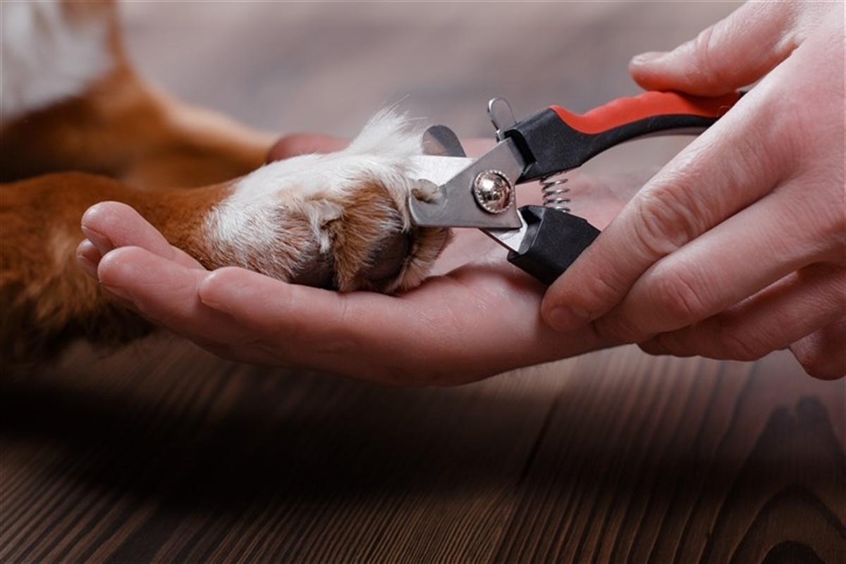 Sanders Hjælp Rang Sådan klipper du kløer på din hund - Hunden.dk