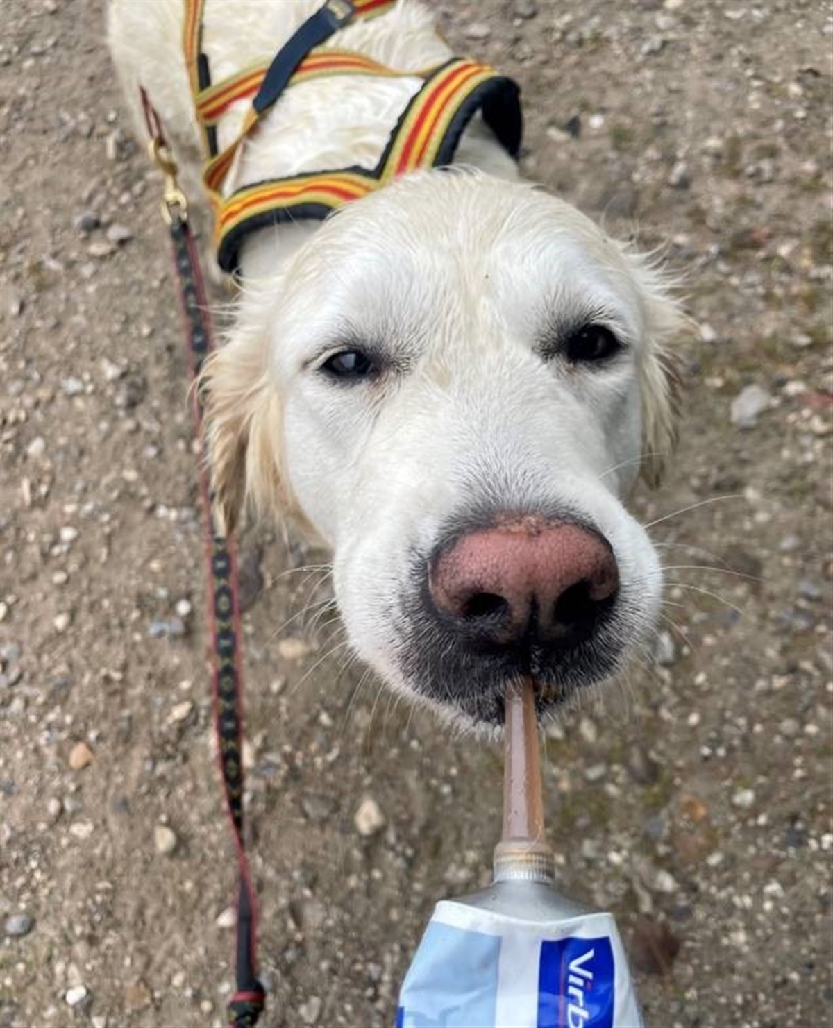 Skygge Lækker koste Blog: Min hund: En topatlet - Optimer hundens præstation og undgå skader.  Del II: “Nedkøling” og restitution - Hunden.dk