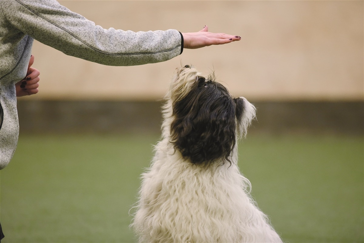 tæt via Windswept Tips til træning: Bamse-sit - Hunden.dk