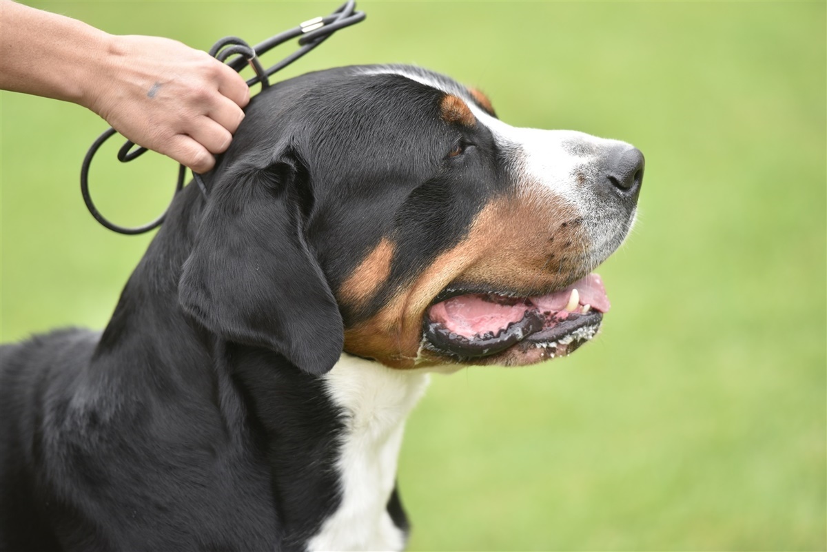 Bornholm: billederne: Hundehoveder - Hunden.dk