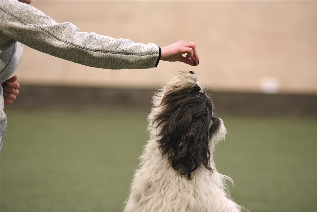 til træning: Bamse-sit Hunden.dk