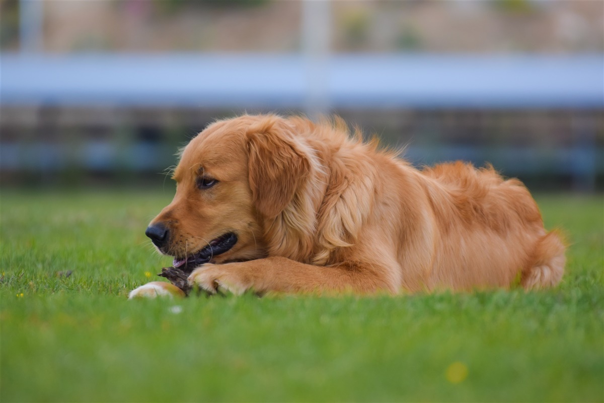 Døgnet efter en - Hunden.dk