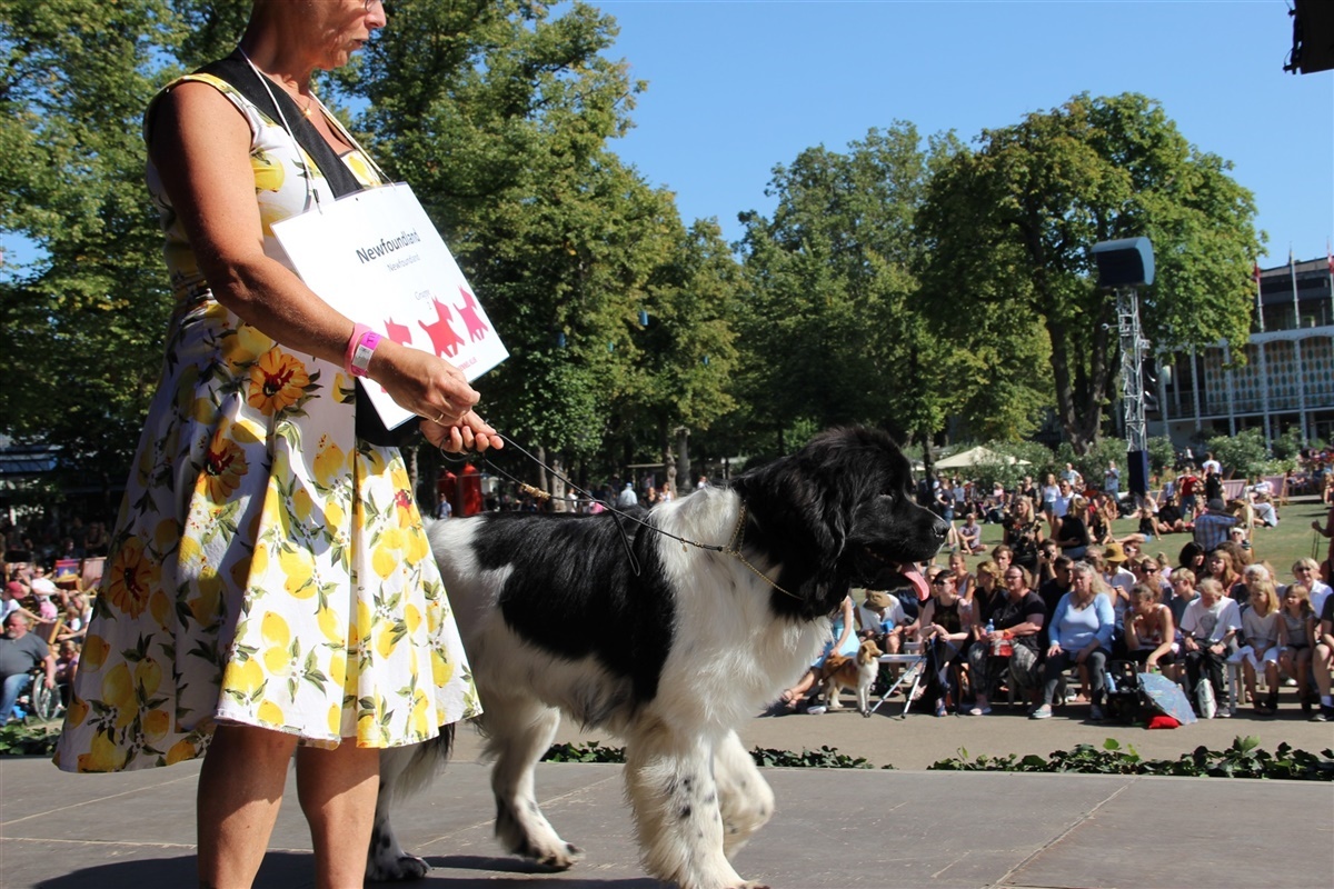 Se billederne: Hundens dag Tivoli Hunden.dk