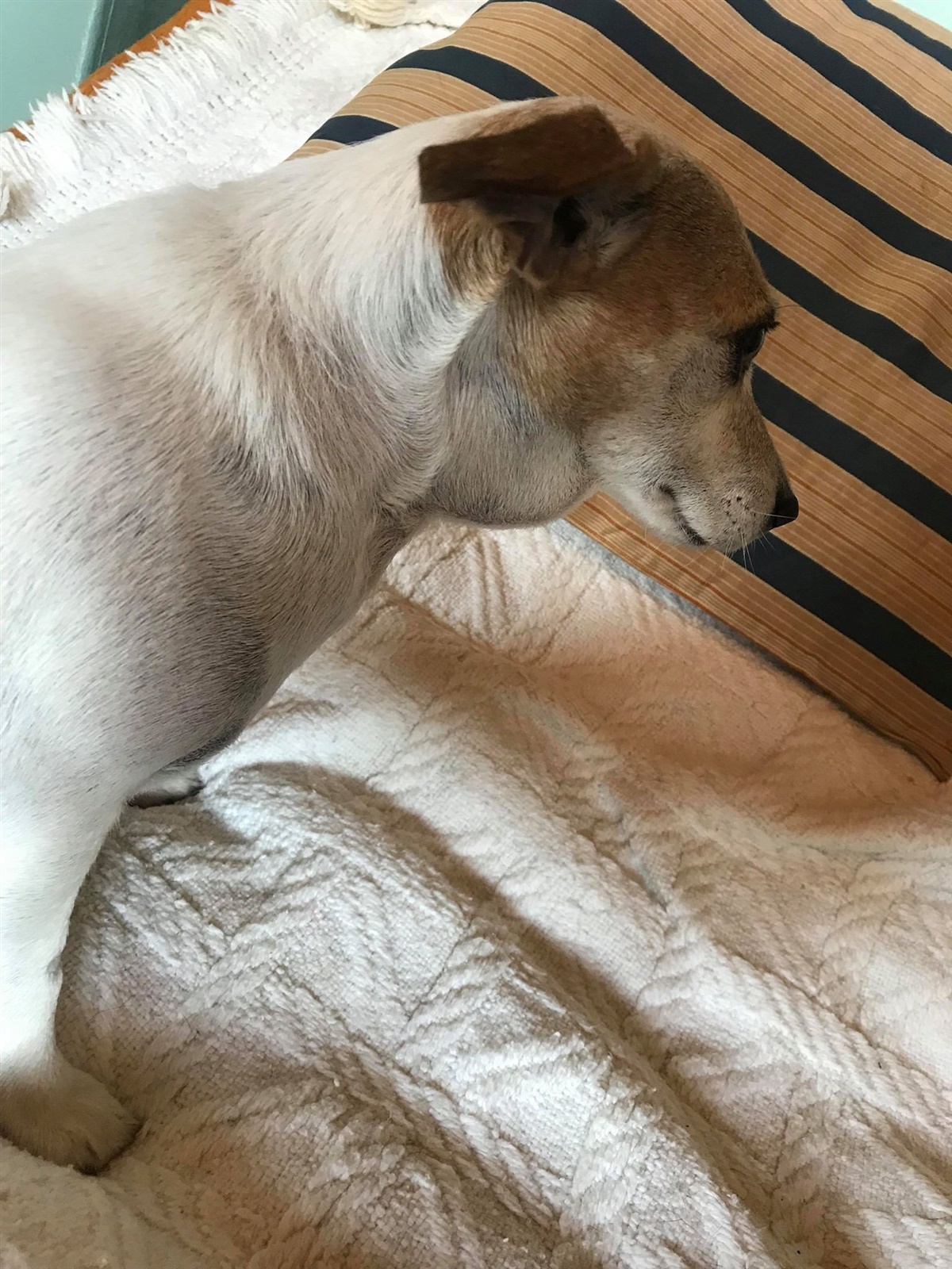 Jack russell terrier død efter -