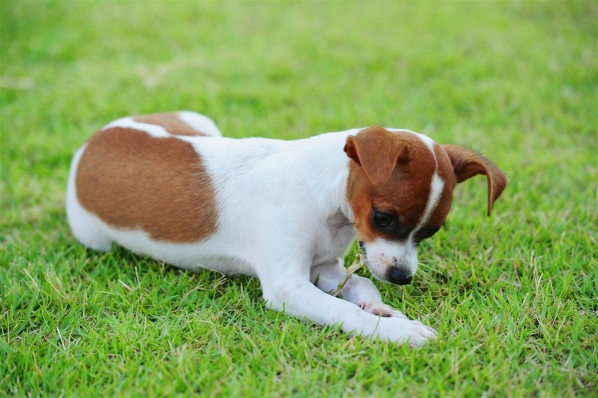 forstørrelse udgifterne flåde Hvorfor gør min hund dog det? - Hunden.dk