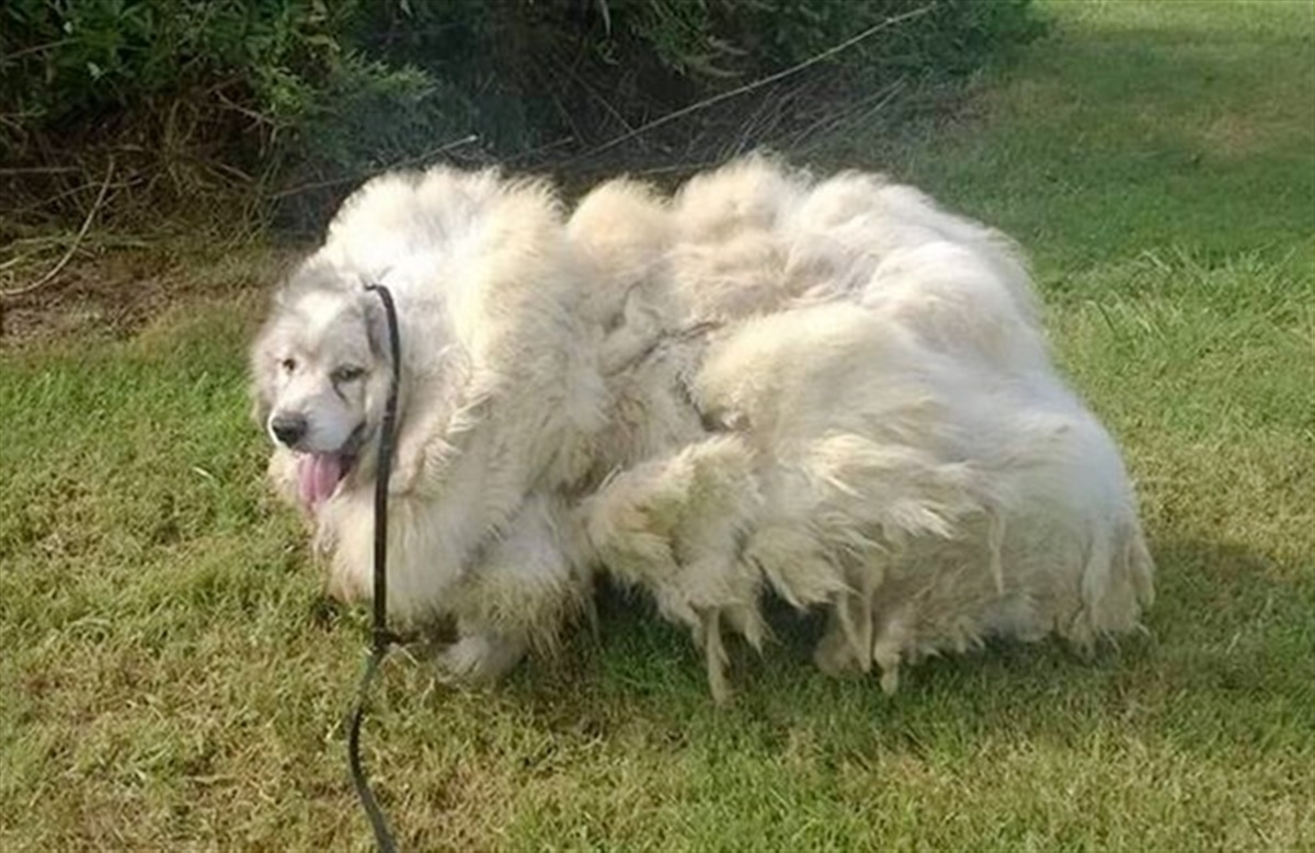 forvridning kærtegn Kostume Hund fanget i lade får 15 kilo pels klippet af - Hunden.dk