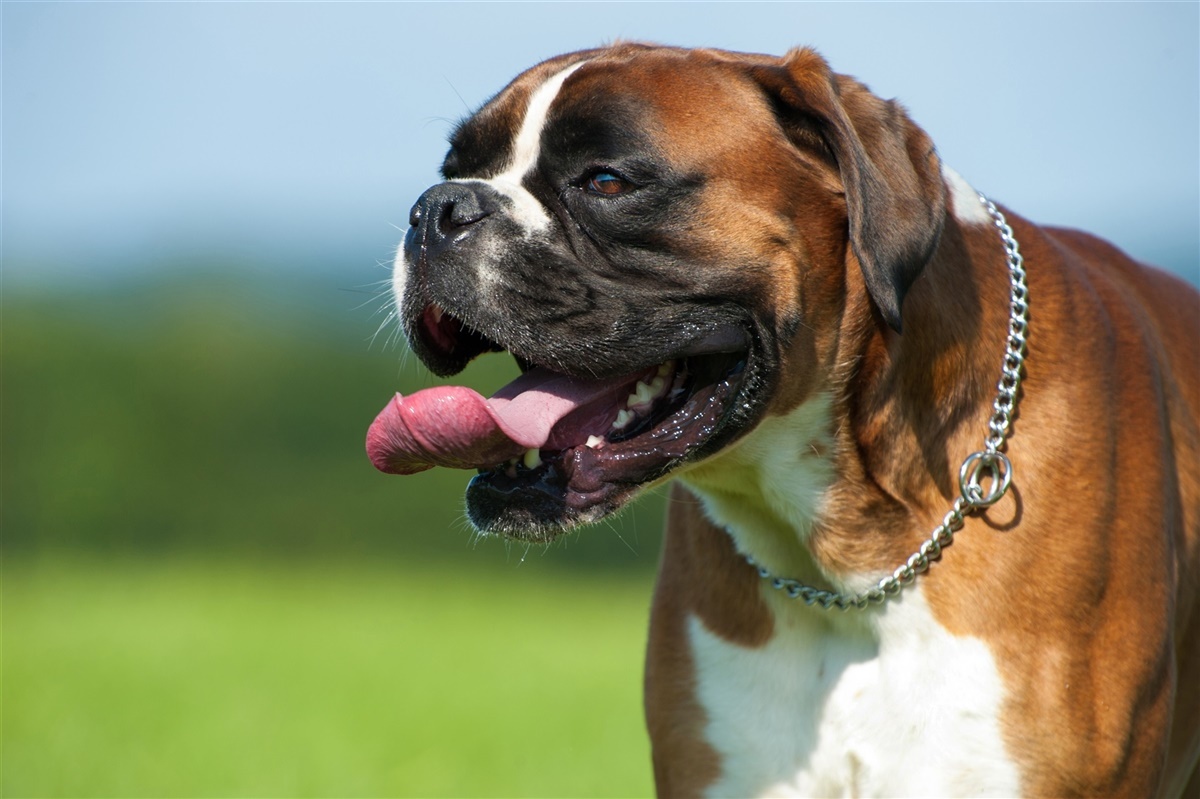 Norwegian kortnæsede hunde på - Hunden.dk