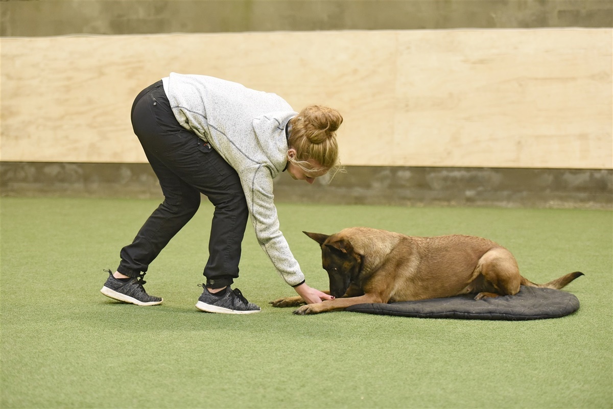 indsprøjte Army uvidenhed Tips til træning: I ro på tæppe - Hunden.dk