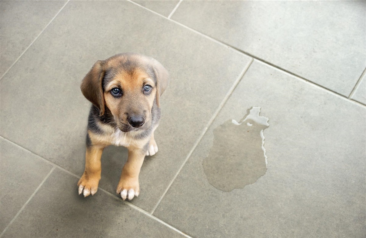 Urinkrystaller: er - Hunden.dk