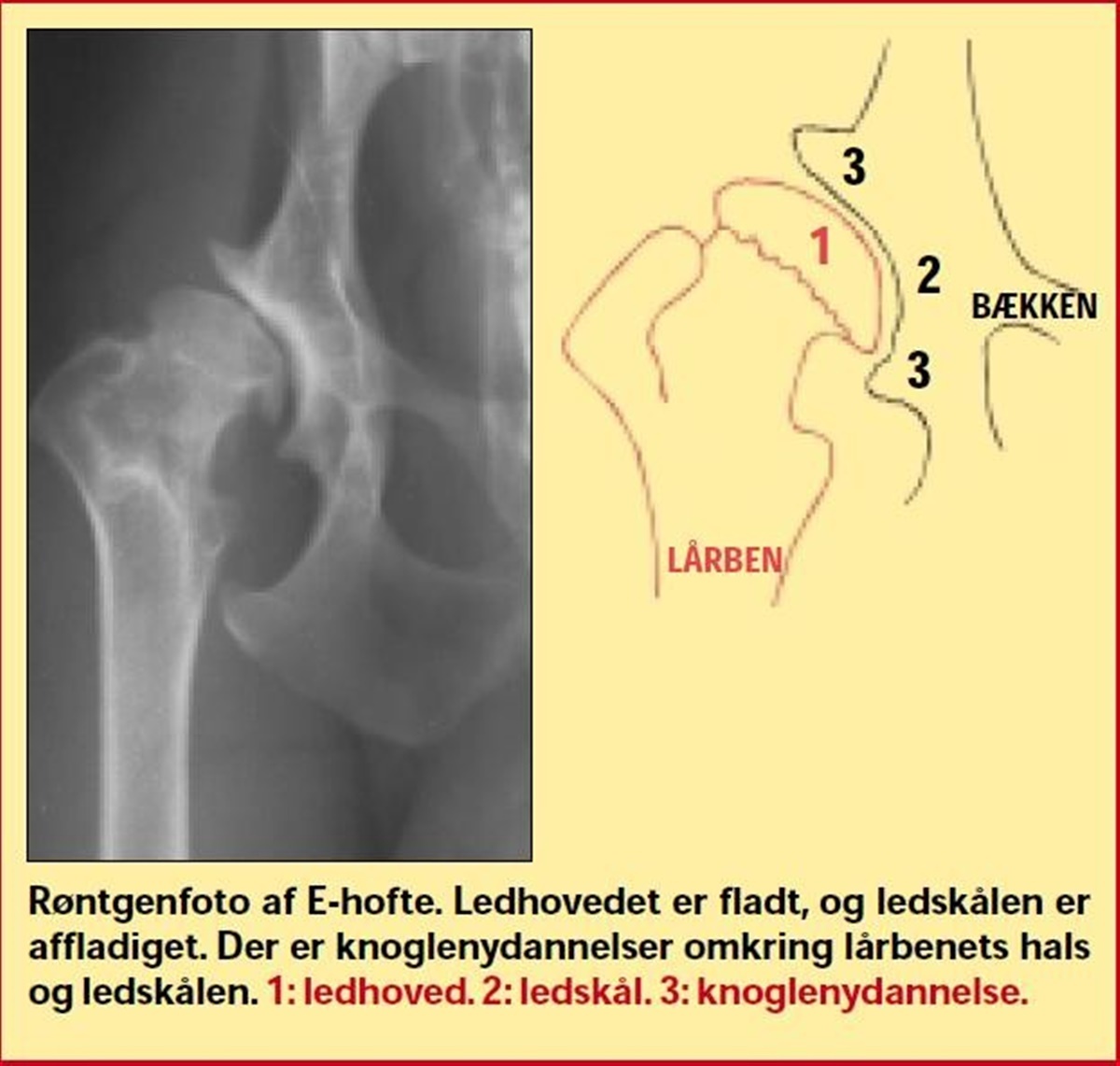 Kort og godt del 1 Hunden.dk