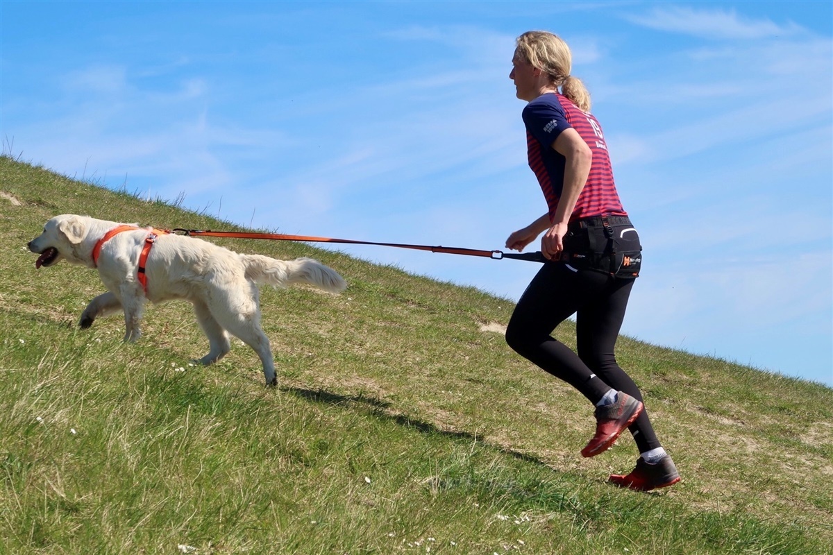 gået i stykker Paradis modvirke Blog: Min hund: En topatlet - Optimer hundens præstation og undgå skader.  Del I. Opvarmning. - Hunden.dk