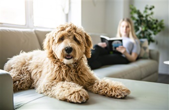 Overlevelsesguide for dig med hund i teenagealderen