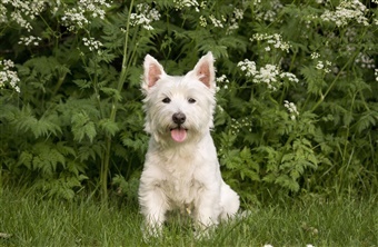Fra HUNDEN: Raceportr&aelig;t af den selvsikre west highland white terrier