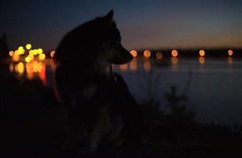 Forbered din hund p&aring; &aring;rets "mest gyselige" h&oslash;jtid