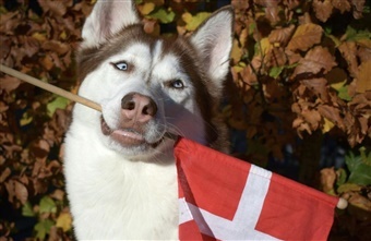 F&oslash;dselsdagsfest for hunden: Hvordan vi fejrer vores bedste ven
