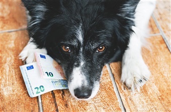 Gode r&aring;d til hundeejere: Spar p&aring; budgettet uden at hunden m&aelig;rker det