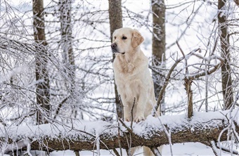 Beskyttelse af hundens poter i sne og frost