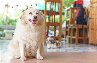 Hundeejerens forhold til motion p&aring;virker hundens sundhed