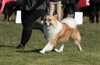 Kampen for Islands nationalhund