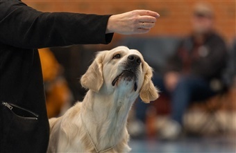 Skynd dig! F&oslash;rste frist til DKK's internationale udstilling i Fredericia udl&oslash;ber mandag