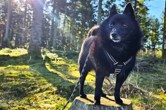 Ludo fejrede sin 14-&aring;rs f&oslash;dselsdag med manér