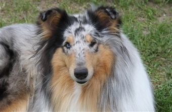 5 ting din hund l&aelig;gger m&aelig;rke til