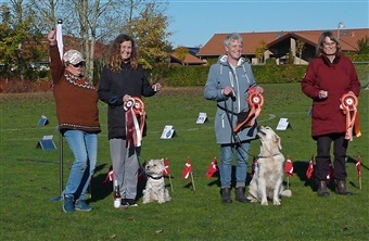 Rally Dysten – Den lille hundeskole der kunne