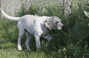 Fugleinfluenza og hunde