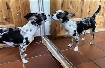 Hunde og spejle: Hvad ser hunden egentlig?