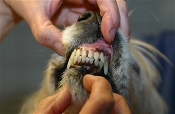 Tegn p&aring; dehydrering hos hund