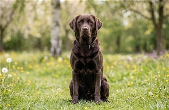 Pollenallergi hos hunde: 5 vigtige tegn