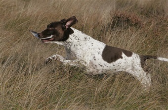 Gr&aelig;savne sender hunde til dyrl&aelig;gen