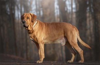 Broholmeren: Fra kongehund til familiehund