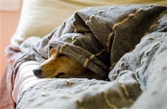 Sover du d&aring;rligere med hunden?