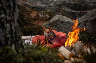 Kulde og &aelig;ldre hunde