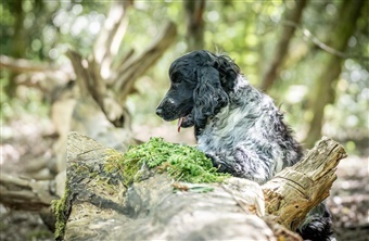 Weekendens hundeaktiviteter