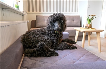 S&oslash;g gavekort til Rold Gl. Kro - Hundekroen