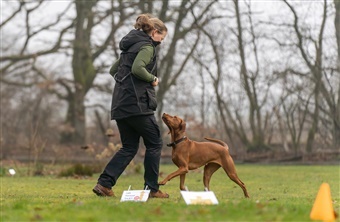 Hundeaktiviteter mellem jul og nyt&aring;r
