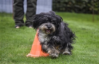 Fra HUNDEN: En lille hund med et stort hjerte